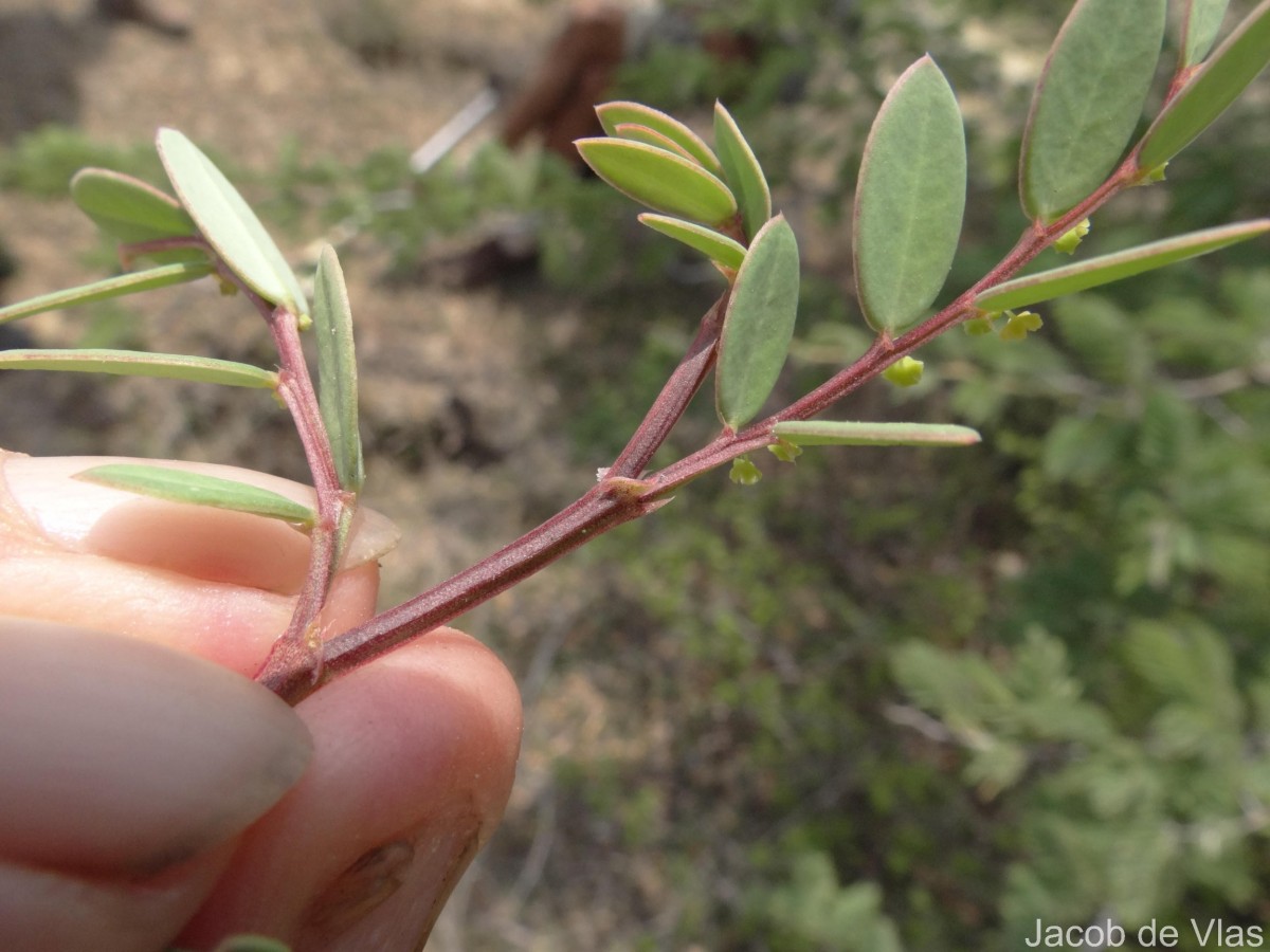 Synostemon bacciformis (L.) G.L.Webster